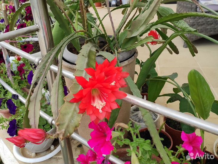 Экзотические растения