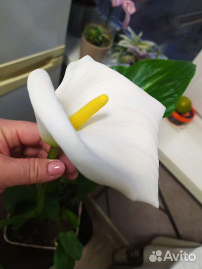 Белые каллы, детки