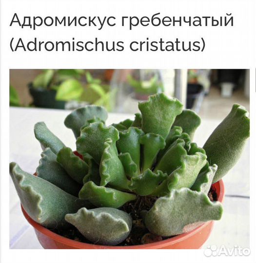 Адромискус