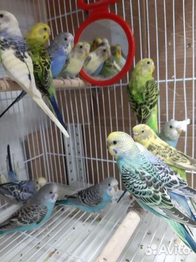 Волнистый попугай птенцы