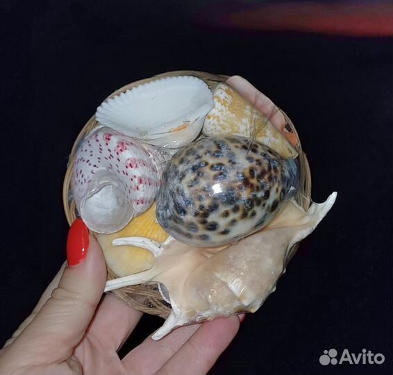 Набор морских ракушек в плетёной корзинке