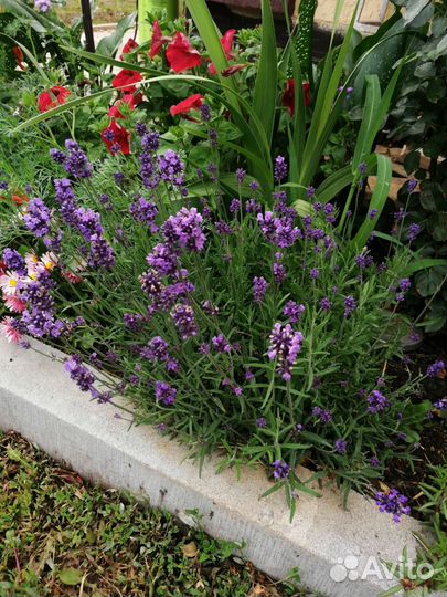 Декоративные растения и кустарники, хвойные