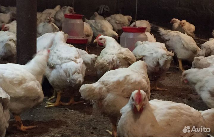 Мясо домашней птицы Бройлер, Корнишон, Индейка