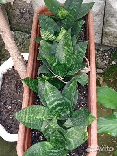 Кактусы и суккуленты