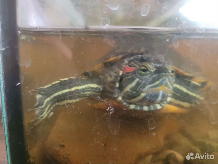 Черепаха