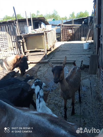 Козы дойные разных пород козлята