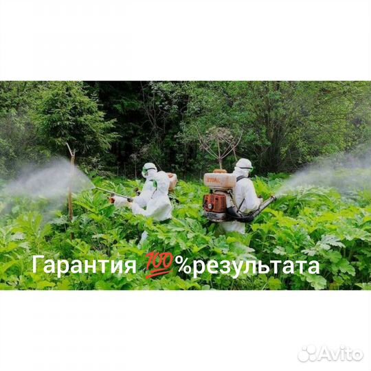 Избавление от тараканов,клопов и других насекомых