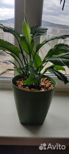 Спатифиллум (