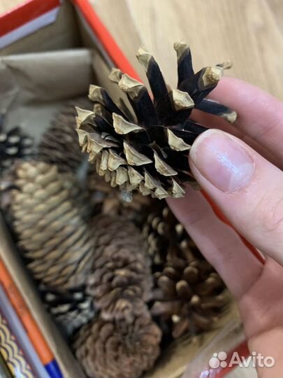 Шишки для поделок