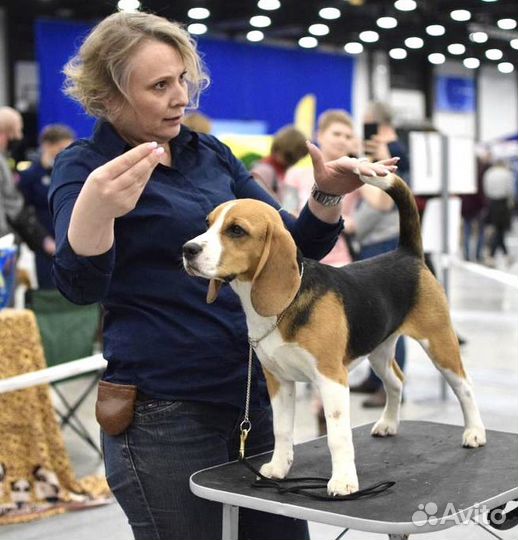 Передержка собак породы Бигль