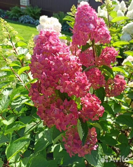 Гортензия метельчатая 