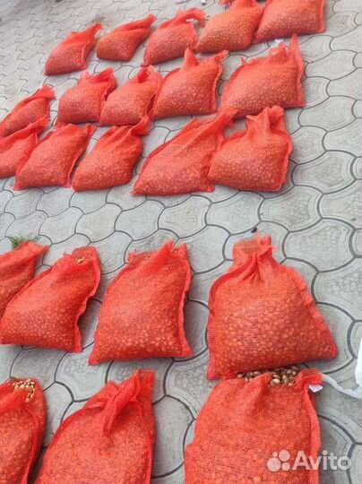 Лук Севок Голландский