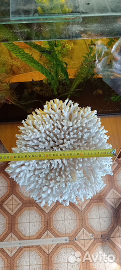 Корал морской