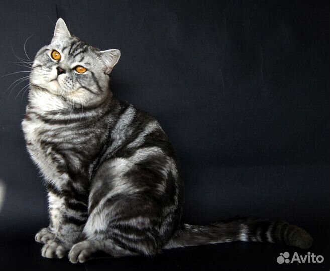 Вязка с шотландским котом