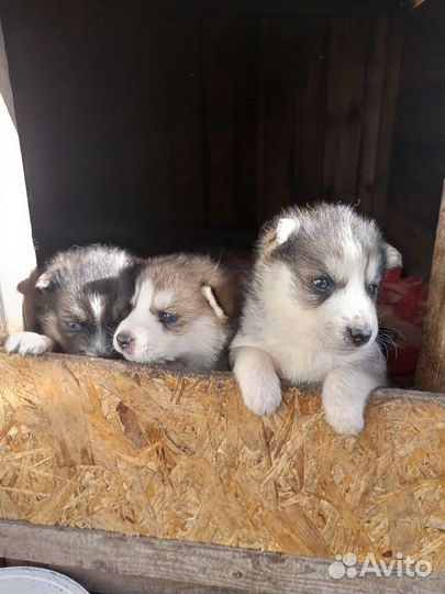 Щенки сибирской хаски