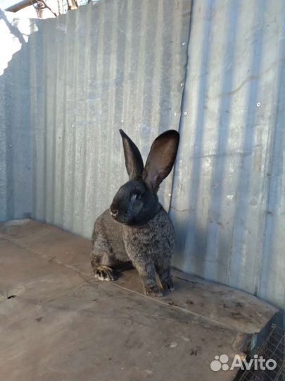 Продаются крольчата породы Фландр, баран и др