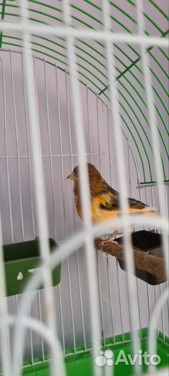 Кенар и канарейка