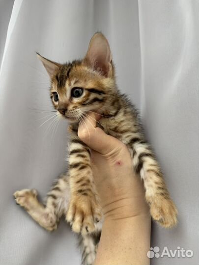 Бенгальский котенок (мальчик )