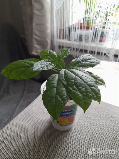 Комнатные цветы