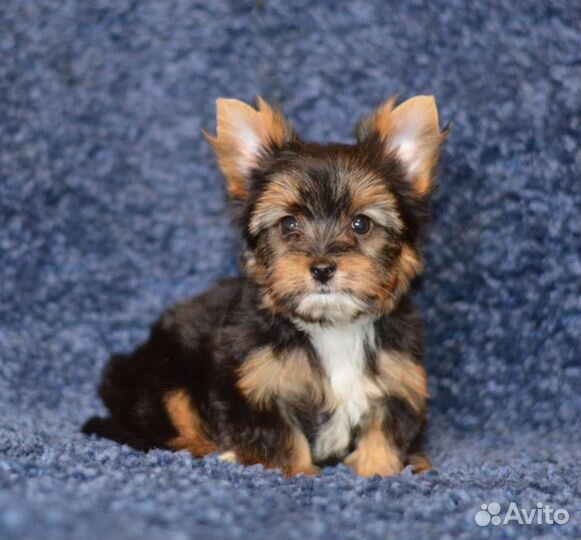 Йоркширский терьер щенки большой выбор