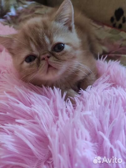 Котята экзоты