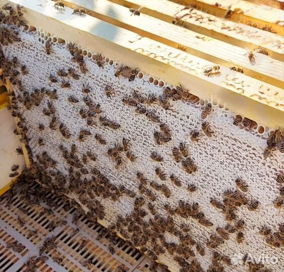 Матки Пчёлы Пчелопакеты