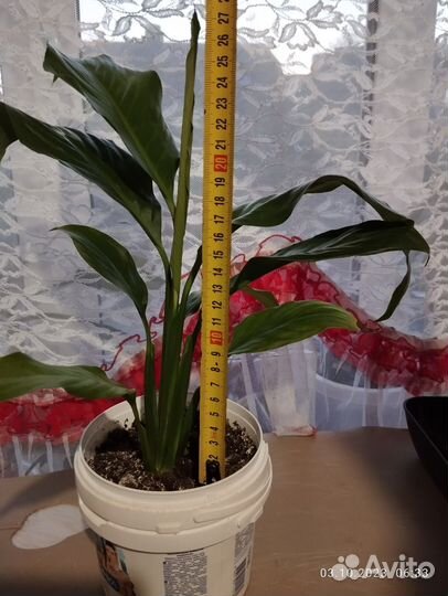 Спатифиллум (200), рео