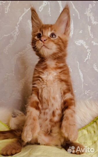 Мейн кун полидакты и классики котята и вязка