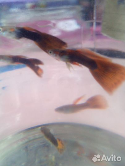 Аквариумная рыба, гуппи