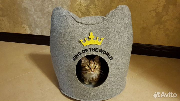 Передержка кошек и котиков