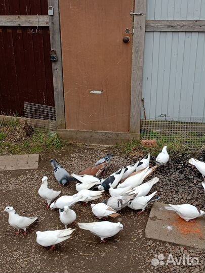 Бойные голуби