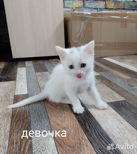 Кошка