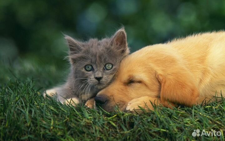 Передержка домашних животных