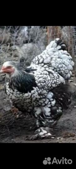 Инкубационное яйцо