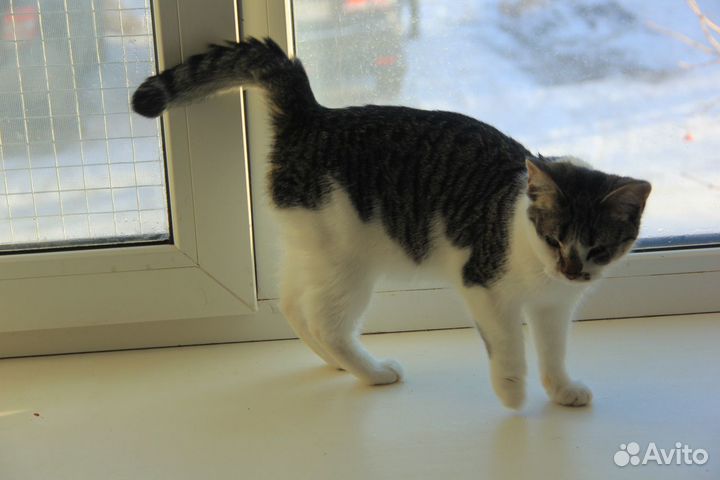 В добрые руки