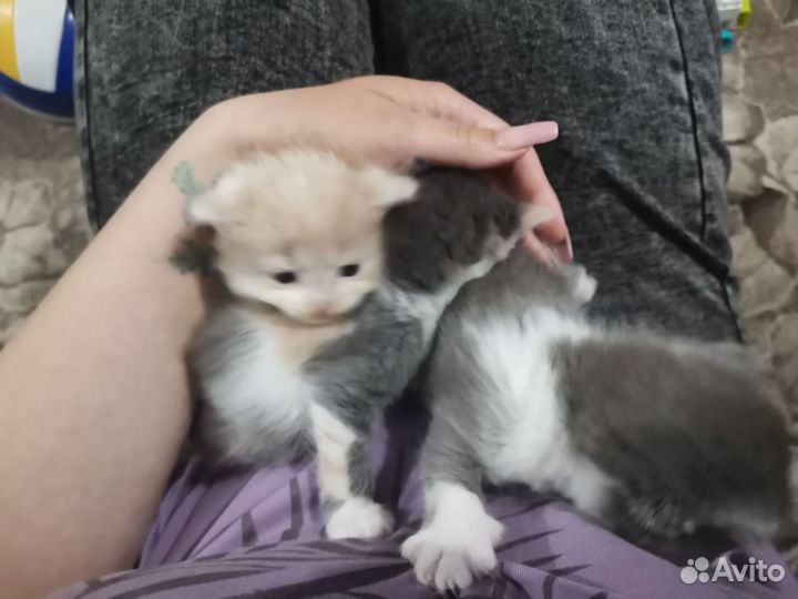 Отдам котят (доставка)