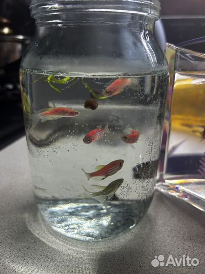 Аквариумные рыбки данио