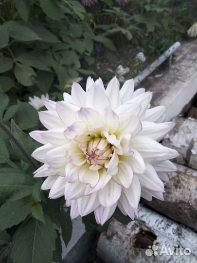 Георгины клубни