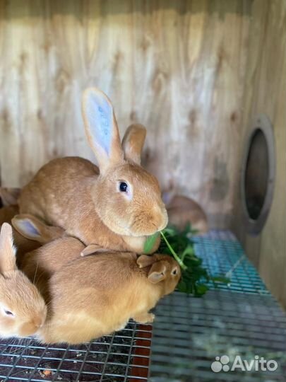 Кролик Калифорнийский на племя