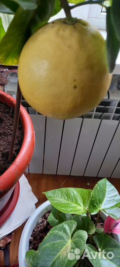 Лимонное дерево с плодами