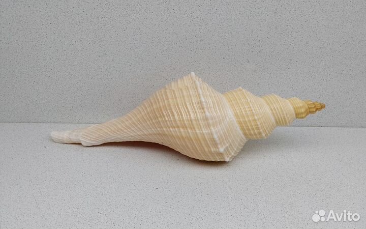 Хемифусус Туба 29,2 морская ракушка раковина