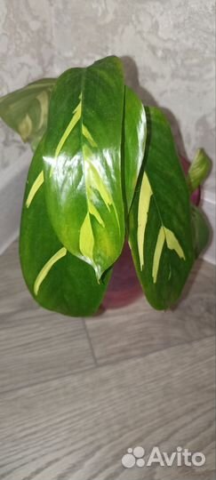 Калатея