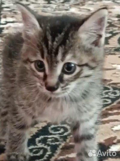 Полосатый котенок