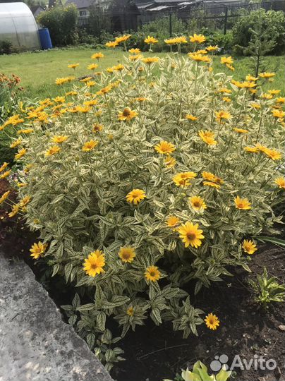 Мальва многолетняя и другие многолетники