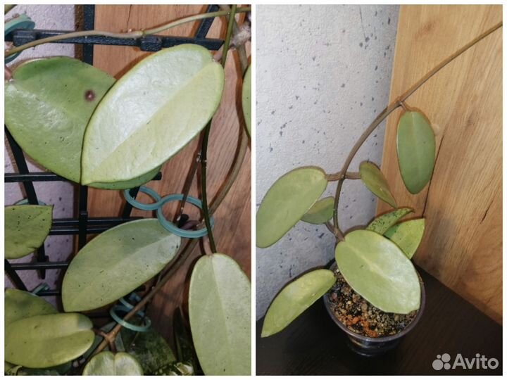 Хойи на срез