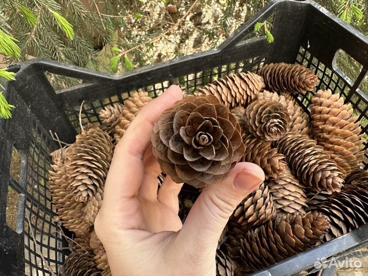 Шишки еловые для декора венков творчества