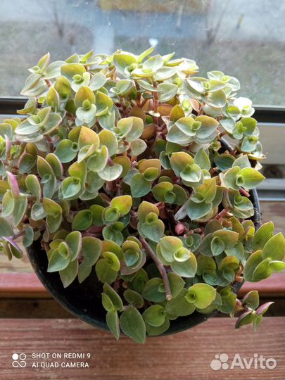 Коллизии обычная, голд, Солейролия, традесканции