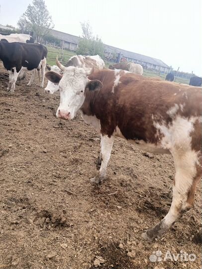 Корова стельная дойная