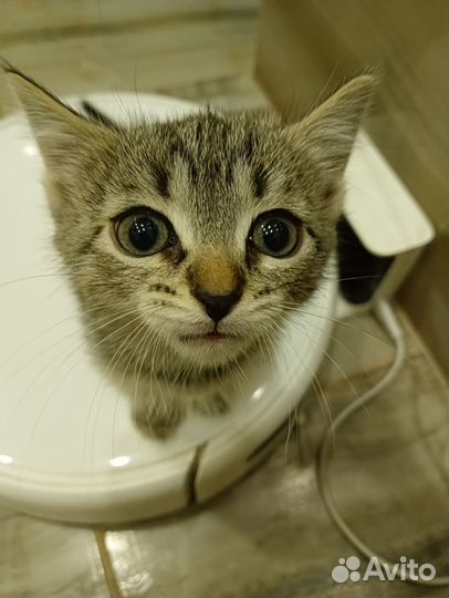 Котенок в добрые руки
