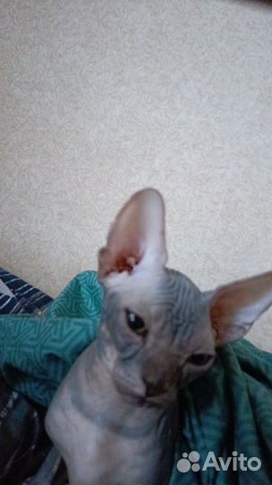 Донской сфинкс